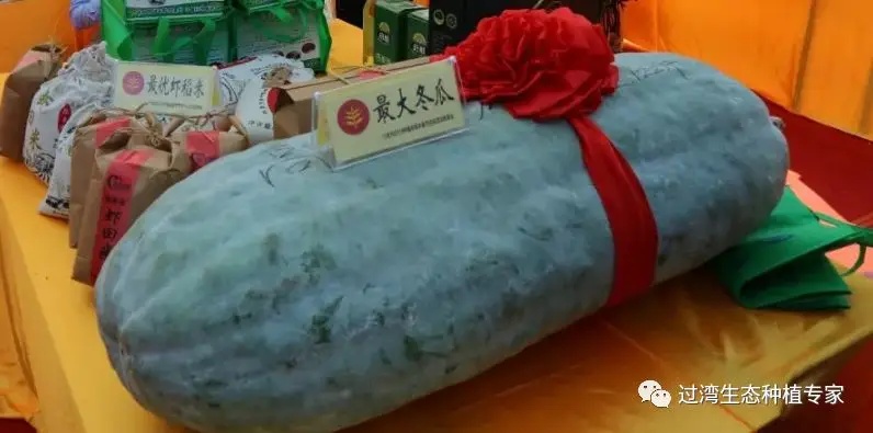 豐收節(jié)3_副本 豐收節(jié)3_副本